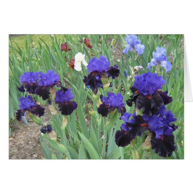 Velours bleu (Devant Horizontal)