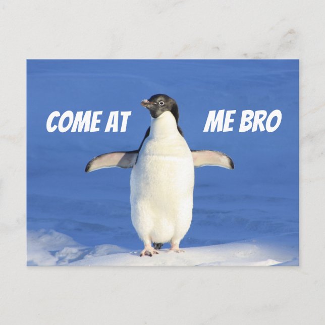Venez à Me Bro Meme Carte postale Penguin (Devant)