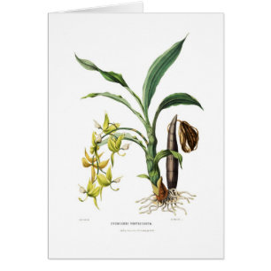 Ventricosum de Cycnoches