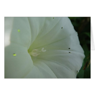 Vents blancs, blanc