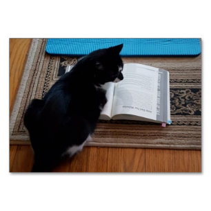 Verbe Regardant, Chat Lisant Cartes Flash pour Adu