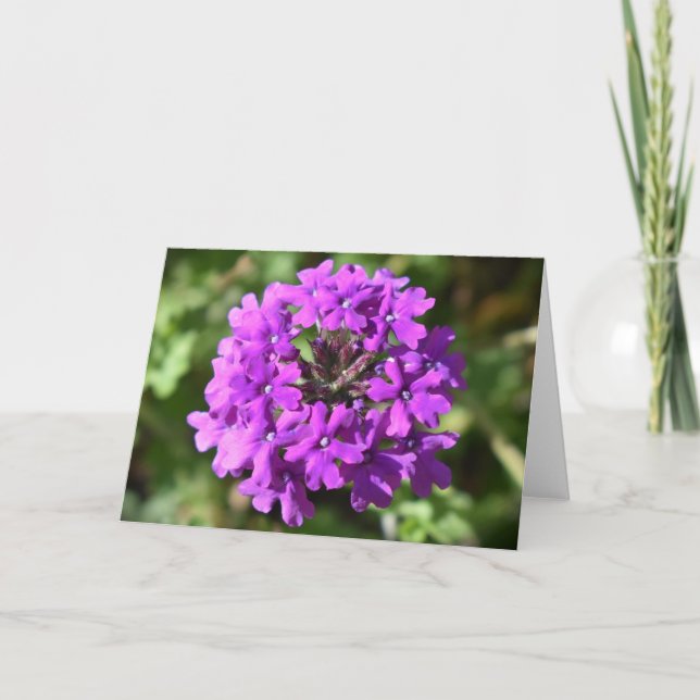 Verbena, carte (Devant)
