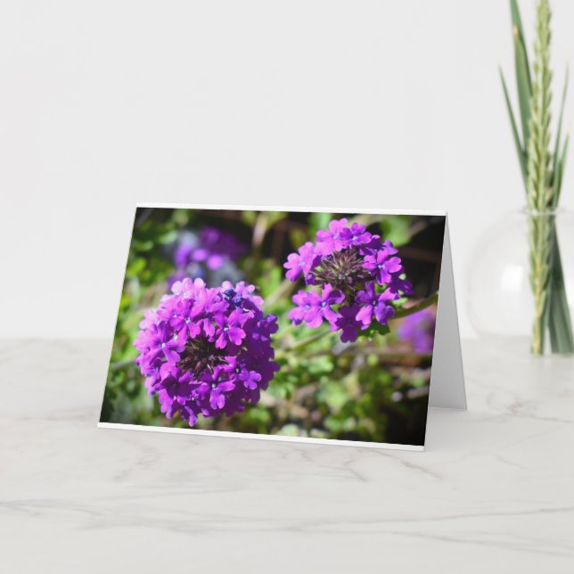 Verbena, carte (Devant)