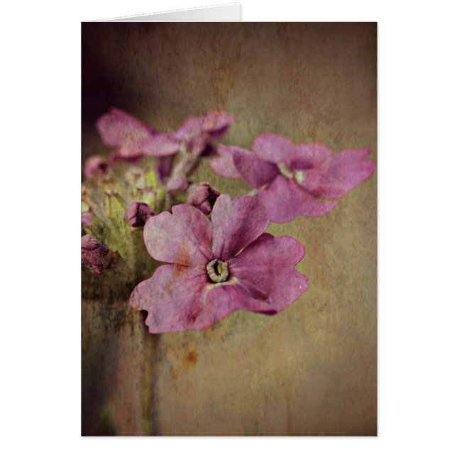 Verbena Délicieuse Flore Rose. (Devant)