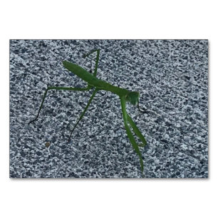 Verbes, Prier Mantis Marcher, Lire Les Cartes Laté