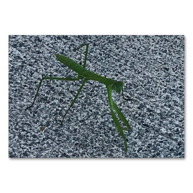 Verbes, Prier Mantis Marcher, Lire Les Cartes Laté (Devant)