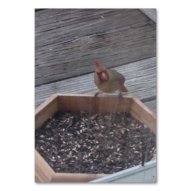 Verbs Manger assis Robin Oiseau Lecture Cartes mém (Par défaut)