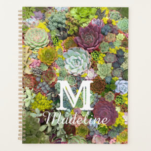 Verdure colorée Succulents