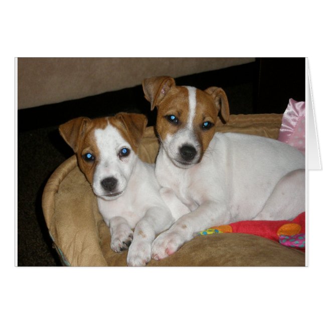 Véritable Amour (Devant Horizontal)