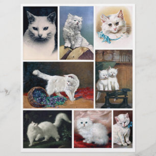 Véritables images de chats blancs (pas d'IA) de l'