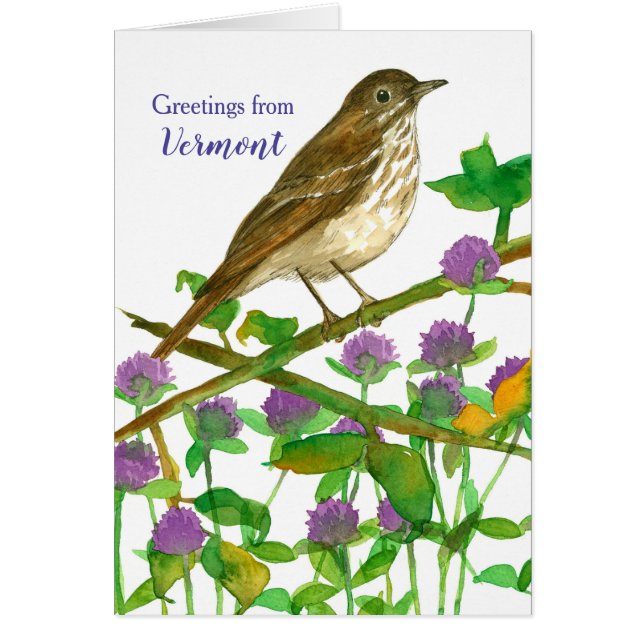 Vermont Hermit Thrush Clover Bonjour ami (Devant)