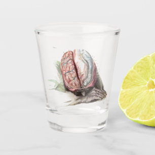 Verre A Shot Anatomie de cerveau