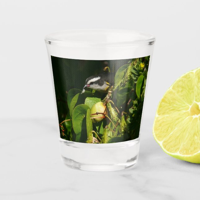 Verre A Shot Bananaquit Bird Mange Photographie tropicale (Devant)