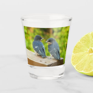 Verre A Shot Bébé Grange hirondelle Nature Oiseau Photographie