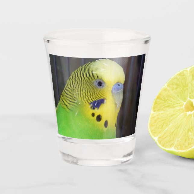 Verre A Shot Budgie 003 (Devant)