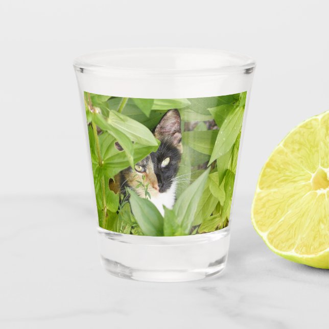 Verre A Shot Calico Cat dans les Zinnias (Devant)