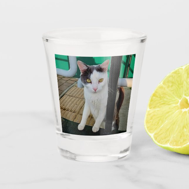 Verre A Shot Chat noir et blanc (Devant)