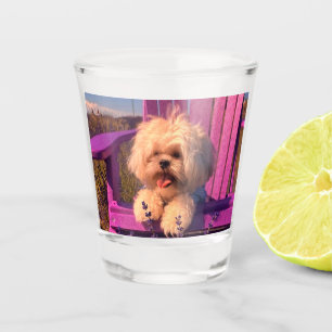Verre A Shot Chiot Shih Tzu Joufflu et Sourire, Chaise Violette