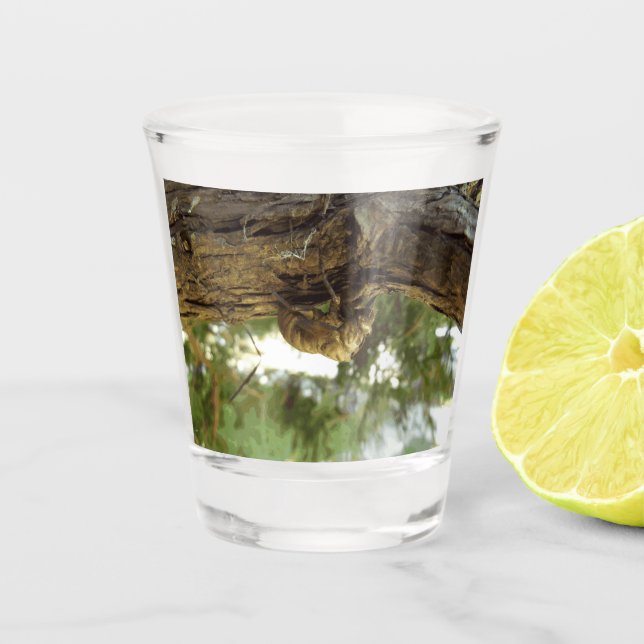 Verre A Shot Coquille de Canada. C'était pressé. (Devant)