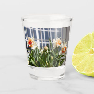 Verre A Shot Délicat mignon daffodils printemps