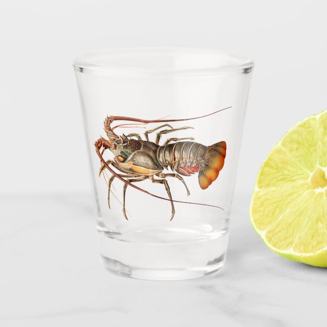 Verre A Shot Homard de roche - Panulirus Regis (Devant)