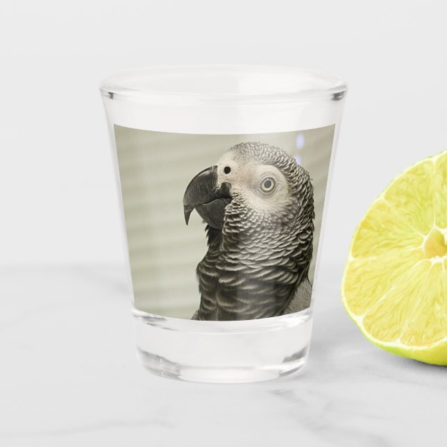 Verre A Shot Joli perroquet gris Congo-Africain (Devant)