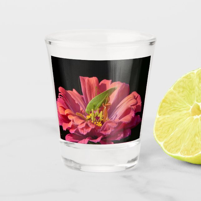Verre A Shot Katydid sur Zinnia (Devant)