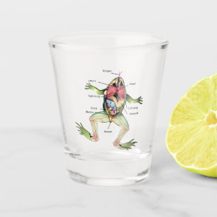 Verre A Shot L'illustration de l'anatomie de la grenouille