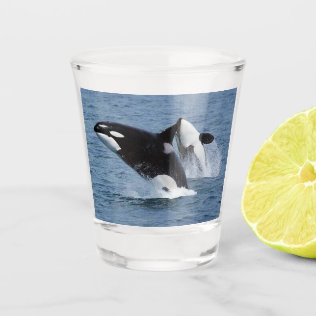 Verre A Shot Orca (Devant)