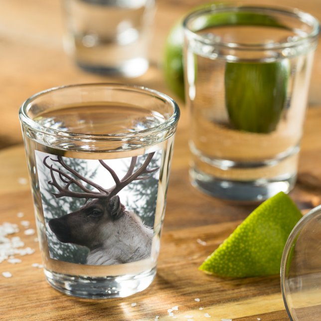 Verre A Shot Photo Caribou Antlered (In Situ)