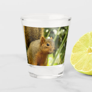 Verre A Shot Portrait d'un écureuil Photographie d'animal de na