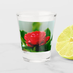 Verre A Shot Rose rouge de la passion couverte de gouttes de ro