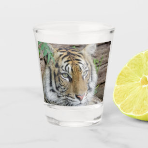 Verre A Shot Tiger_002