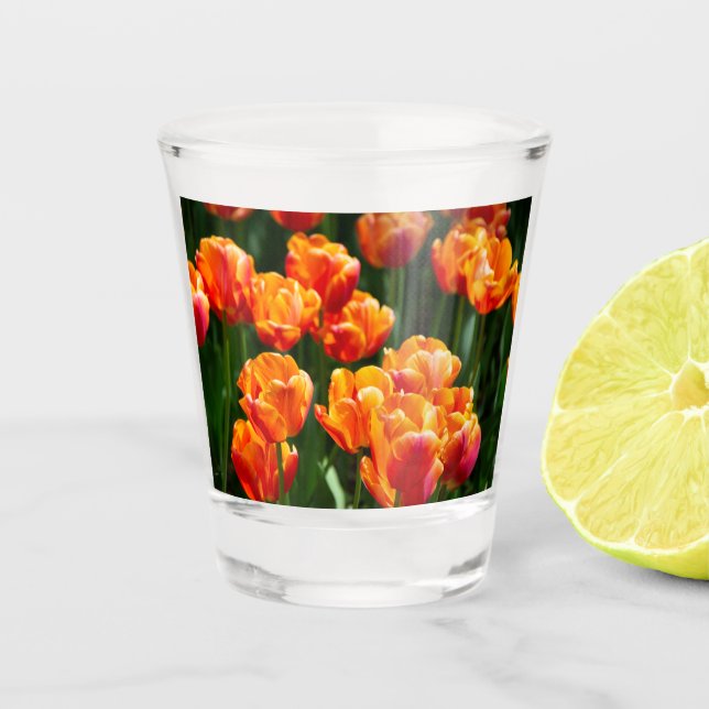 Verre A Shot Tulipes orange vif dans le parc (Devant)