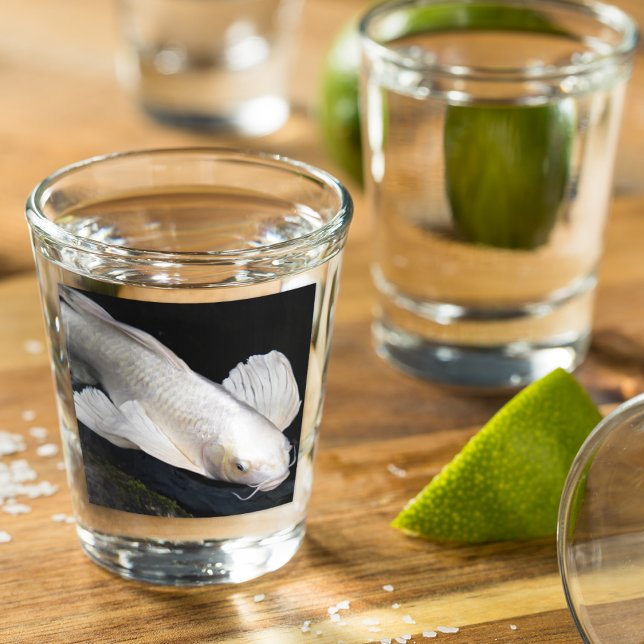 Verre A Shot White Butterfly Koi Photo (In Situ)