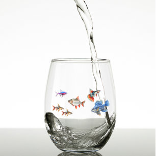 Verre À Vin Sans Pied Poisson Tropical Funny Cute Aquarium