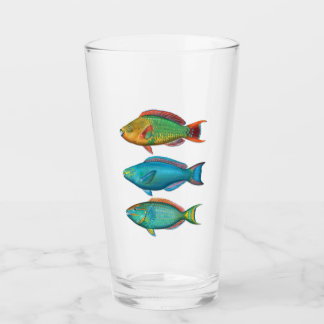 Verre arc-en-ciel, Queen et Stoplight Parrotfish