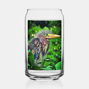 Verre Canette Un jeune Héron vert (Butorides virescens)