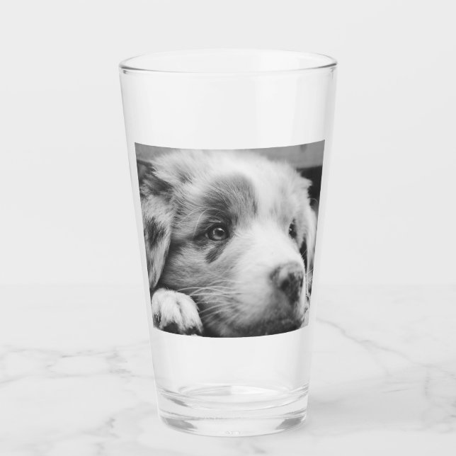 Verre chiot australien (Devant)