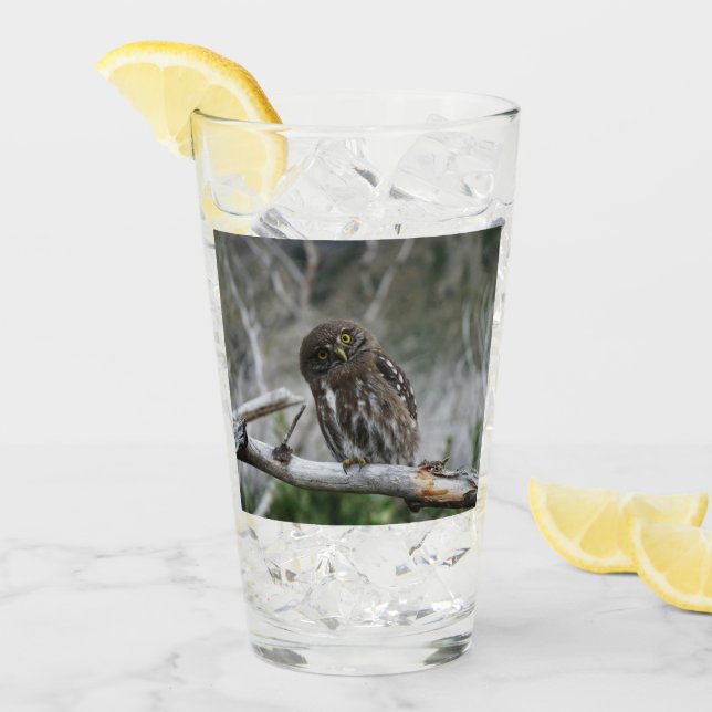 Verre Chouette pygmée du Nord (Devant glace)