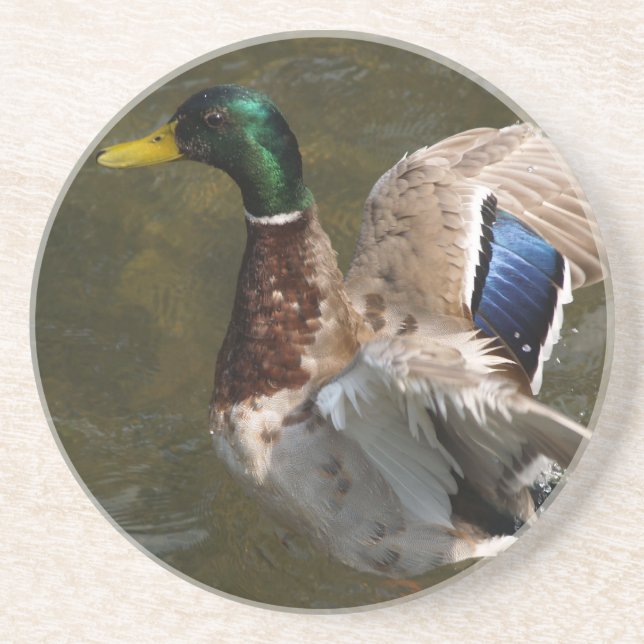 Verre En Grès canard de mallard sur le point de voler dessous de (Devant)