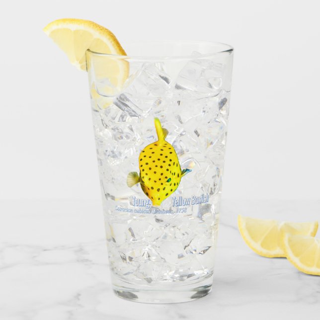 Verre Jeune poisson-boxe jaune (Devant glace)