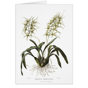 Verrucosa de Brassia