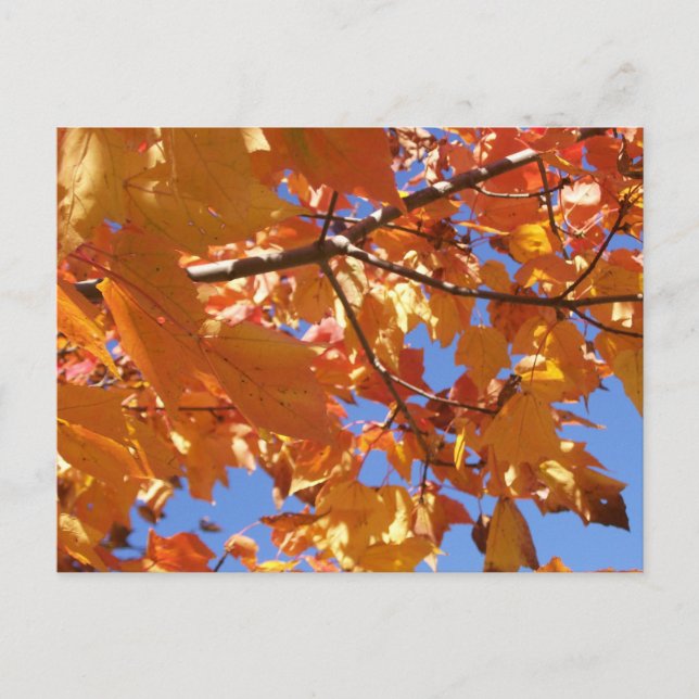 Vers le ciel Carte postale (Devant)