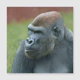Vers le haut avec Gorilla Lope : Portrait enchante