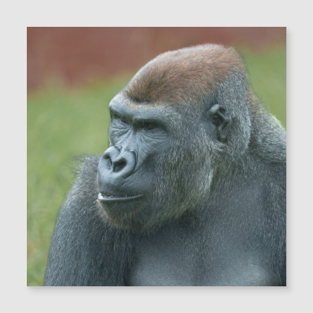 Vers le haut avec Gorilla Lope : Portrait enchante (Devant)