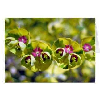 Vert et floraison 105