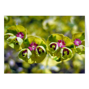 Vert et floraison de 105