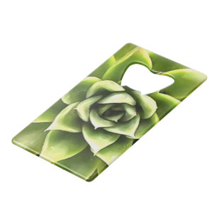 Vert Succulent Gros Plan Cactus