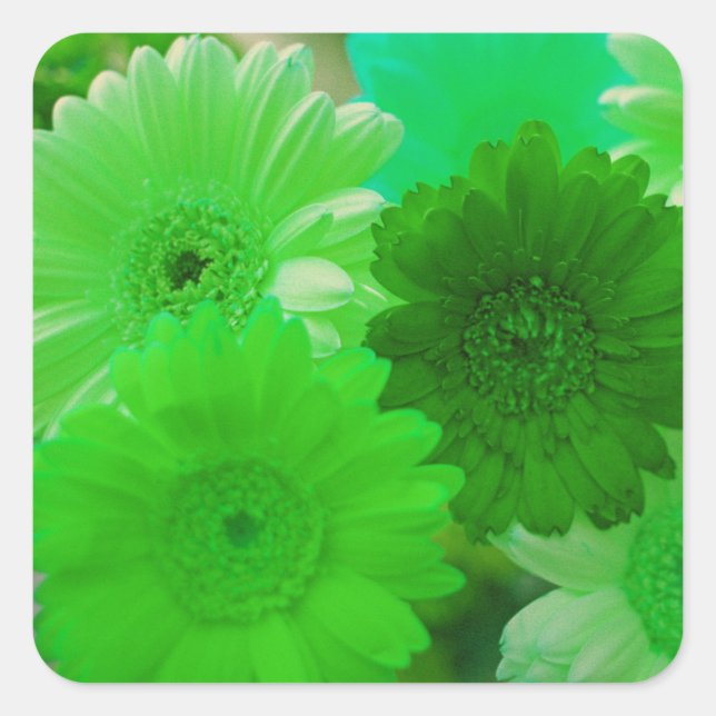 Verte Gerbera Fleurs marguerites autocollants (Devant)